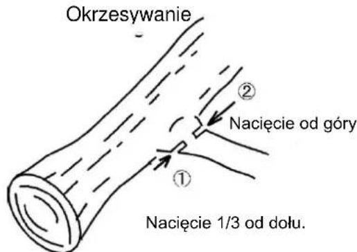 Okrzesywanie ② Nacięcie od góry ① Nacięcie 1/3 od dołu.