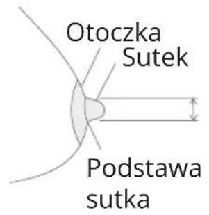 Otoczka Sutek Podstawa sutka