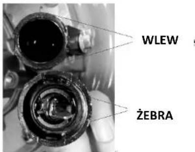 WLEW ŻEBRA