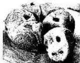 Tiger JKC-R18U - Raisin and walnut bread - 1