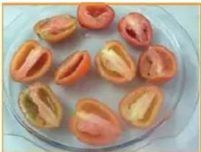 MIDEA MTAG41 - Tomate seco - 2