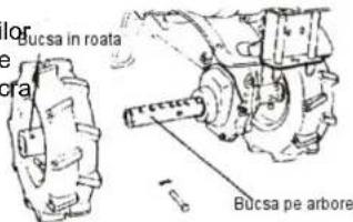 Bucsa in roata Bucsa pe arbore
