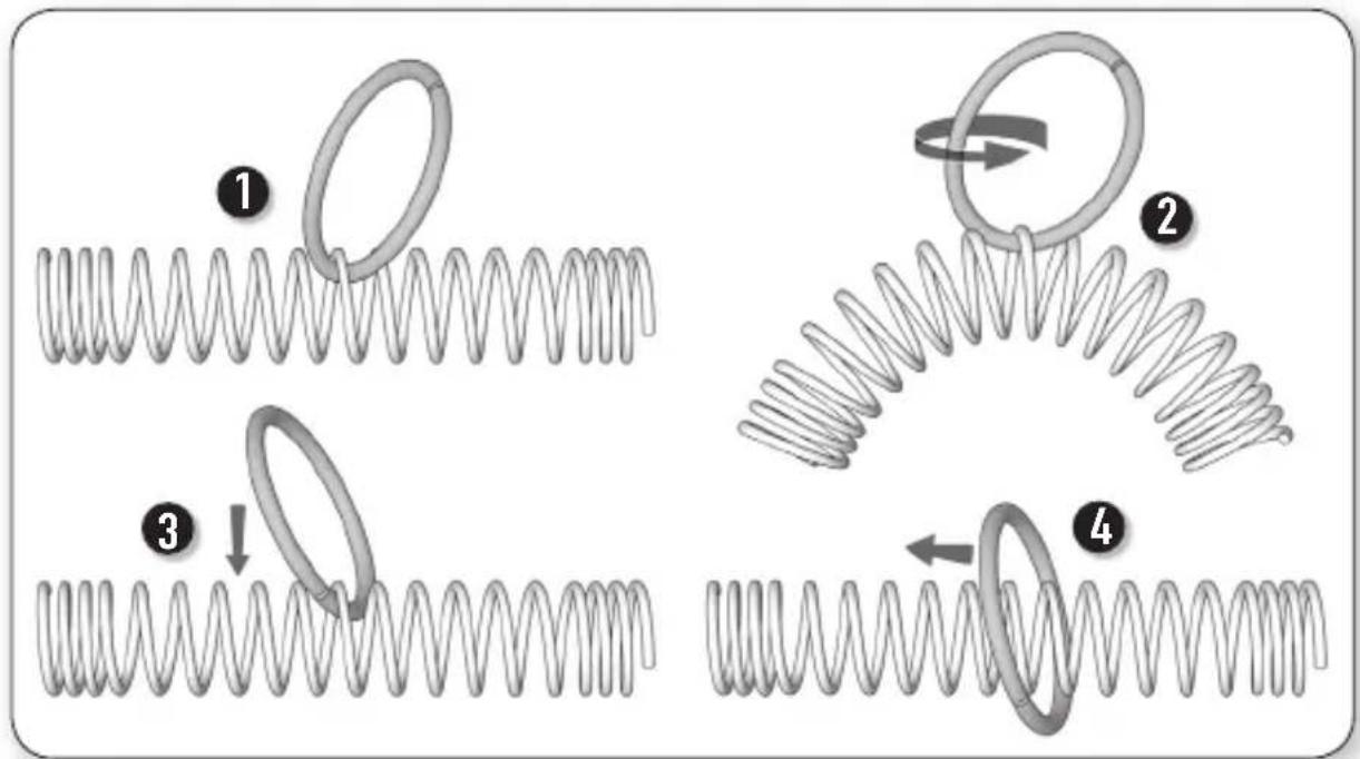 Diagram illustrating four stages of a coiled spring with labeled steps 1 to 4, showing rope folding and rotation.