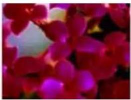 EPSON Expression Premium XP-615 - Image Adjustment Features - 1