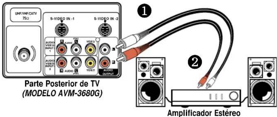 UHF/VHF/CATV 75Ω S-VIDEO IN -1 S-VIDEO IN -2 AUDIO VIDEO INPUT 1 AUDIO VIDEO INPUT 2 AUDIO L VIDEO AUDIO OUTPUT Parte Posterior de TV (MODELO AVM-3680G) Amplificador Estéreo