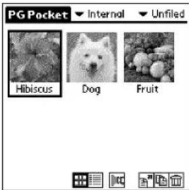 PG Pocket Internal Unfiled Hibiscus Dog Fruit