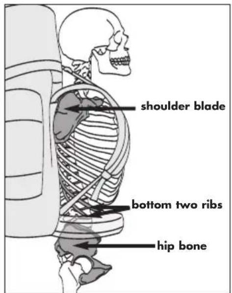 shoulder blade bottom two ribs hip bone