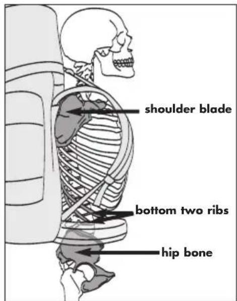 shoulder blade bottom two ribs hip bone
