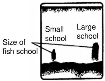Small school Large school Size of fish school