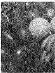 PANASONIC KX-PS8000 - Dither (Color / Black &amp; White Halftone) - 9