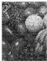 PANASONIC KX-PS8000 - Dither (Color / Black &amp; White Halftone) - 3