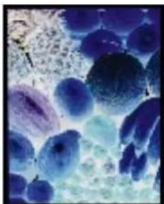 PANASONIC KX-PS8000 - Creating a Mirror or Negative Image in the Layout Box - 3