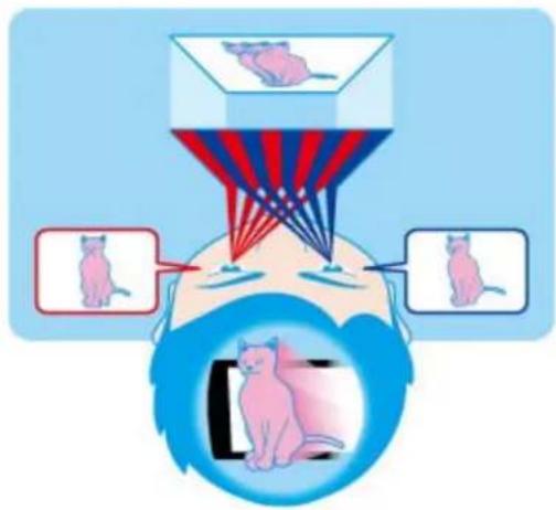 Diagram illustrating cat screening with labeled examples and visual cues for screening