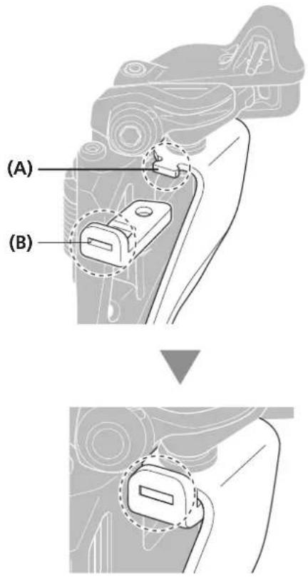 (A) (B)