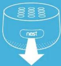 nest