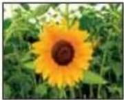SAMSUNG HMX-S10BN - Image appearance depends on TV screen ratio - 2