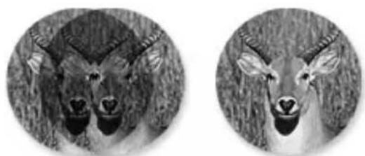 Carson 3D Series TD-832 - Eye Adjustments - 1