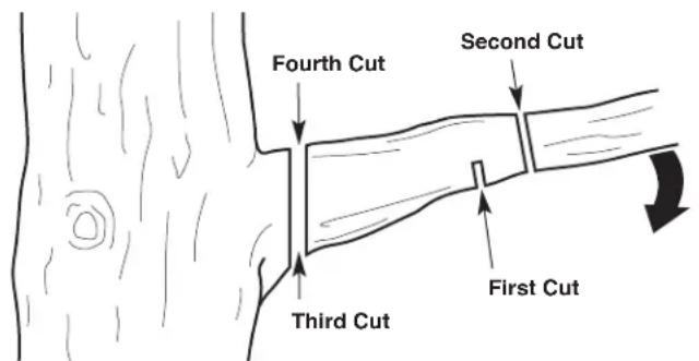 Fourth Cut Second Cut Third Cut First Cut