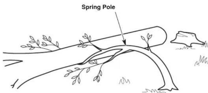 Spring Pole
