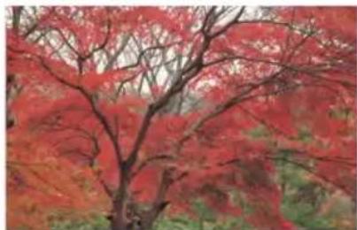Hoya ProND100 - Enhance red, orange and brown - 2