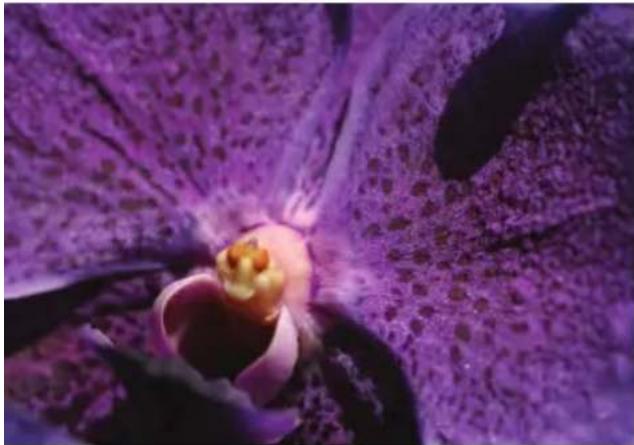 Hoya ProND100 - Discover the art of nature - 1