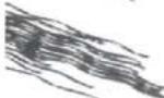 BISSELL BGTS-19 - Scrubbing Brush Filaments - 3
