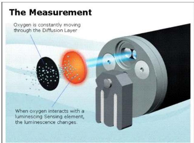 The Measurement Oxygen is constantly moving through the Diffusion Layer When oxygen interacts with a luminescing Sensing element, the luminescence changes.