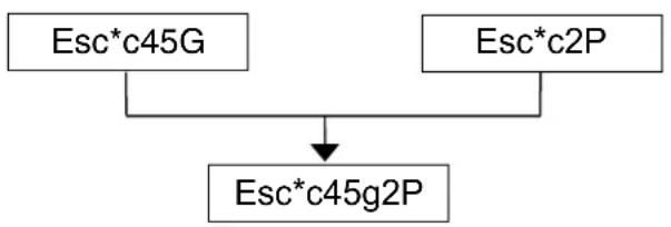 BROTHER HL-L2376DW - Escape Sequences - 1