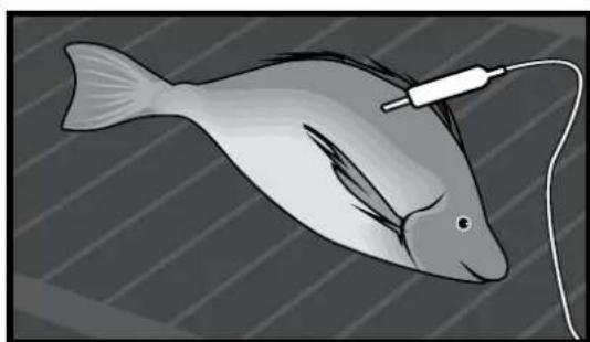 ELECTROLUX EVE614SD - Fish - 1