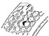 Apachi Jet - Lastikler - 2
