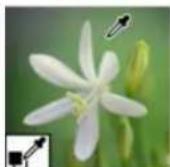 ADOBE Photoshop Elements 11 - Replace colors in an image - 3