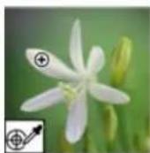 ADOBE Photoshop Elements 11 - Replace colors in an image - 1