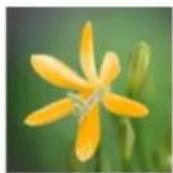 ADOBE Photoshop Elements 11 - Replace colors in an image - 2