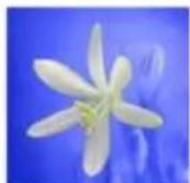 ADOBE Photoshop Elements 11 - Replace colors in an image - 4