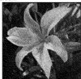 ADOBE Photoshop Elements 11 - Convert an image to bitmap mode - 4