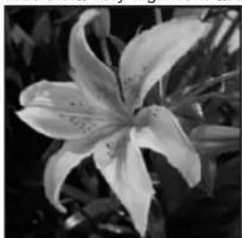 ADOBE Photoshop Elements 11 - Convert an image to bitmap mode - 1