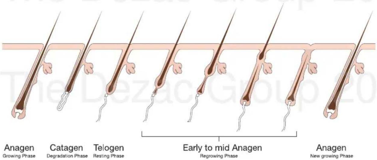 RIO IPL Evolution Hair Remover - STEP 7 - 2