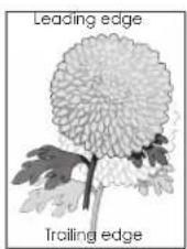 LEXMARK CS310n - Shadow images appear on prints - 2
