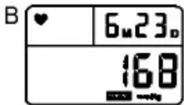 B ♥ 6m23o 168