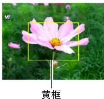 MF 黄框