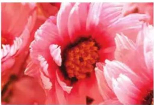 Close-up of a vibrant pink flower with a central orange core (no text or symbols visible)