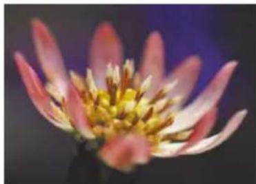 Close-up of a blooming flower with pink petals and a yellow center, set against a dark background.