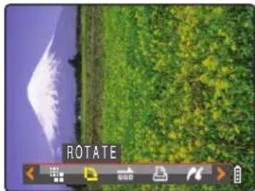 Aerial view of a grassy field with a white bird flying overhead and a blue sky in the background (no text or symbols visible)