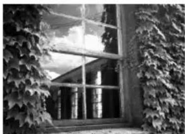 Black-and-white photo of a wooden window framed by dense ivy vines, with no visible text or symbols.