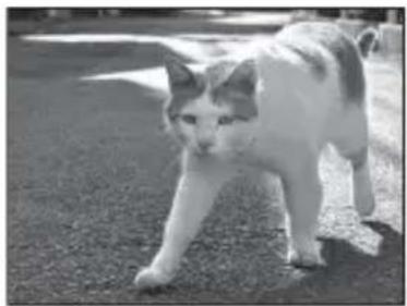 NIKON Coolpix L810 - Animaux domestiques - 1