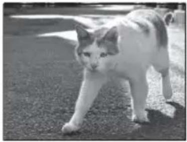 NIKON Coolpix S8200 - Animaux domestiques - 1
