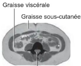 OMRON BF508 - Graisse sous-cutanée = graisse située sous la peau - 1