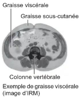 OMRON BF511 - Graisse viscérale = graisse entourant les organes internes - 1