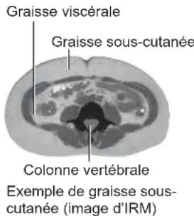 OMRON BF511 - Graisse sous-cutanée = graisse située sous la peau - 1