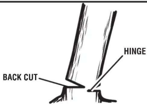 HOMELITE UT10680 - REMOVING BUTTRESS ROOTS - 1